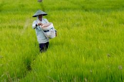 Mentan tegaskan cabut izin kios pupuk langgar HET tanpa kompromi