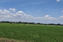 BPS catat luas panen padi di Lampung capai 597.480 ha pada 2025