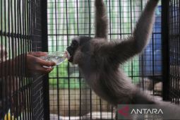 Penyelamatan Owa Jawa hasil serahan warga