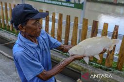 Ikan Sinyonya endemik Pandeglang tembus pasar ekspor