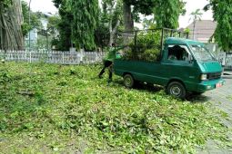 Perantingan pohon di Mataram ditingkatkan antisipasi cuaca ekstrem