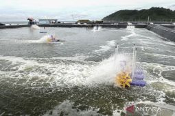 Sebanyak 1.248 sertifikat dikeluarkan KKP guna ekspor udang budi daya ke AS