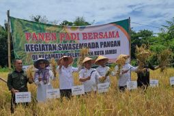 DPKP Kota Jambi - BRMP panen padi sawah dukung swasembada pangan