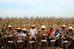 Bulog Sumut intensif serap jagung di polres untuk ketahanan pangan
