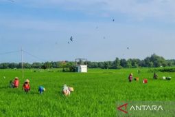 Situbondo usulkan 72.953 ton pupuk subsidi urea dan NPK pada 2026