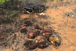 Polisi di Jambi ringkus 'Ninja' sawit, sepeda motor pelaku dibakar warga