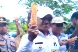 Pemkab Biak Numfor sediakan dana otsus Papua untuk ketahanan pangan