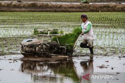 Target cetak sawah di Kalimantan Tengah