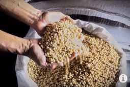 Anak penerima MBG dapat peroleh manfaat protein nabati dari kedelai