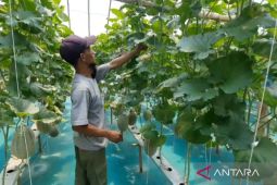 BUMDes Jambangan Magetan kembangkan wisata edukasi petik buah melon