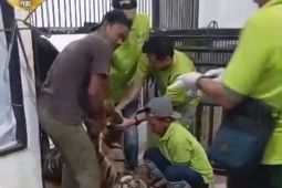 BKSDA sebut harimau sumatra di Lembah Hijau mati karena perdarahan otak