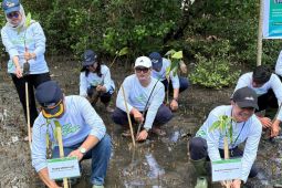 ASDP tanam 3.000 bibit mangrove di pesisir Mawali
