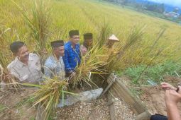 UIN Bukittinggi panen padi organik