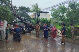 PUPR Palembang evakuasi pohon tumbang lumpuhkan lalu lintas