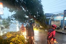 Pohon besar di Sampit bertumbangan dihantam angin kencang