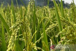 Diskatan Kuningan klaim program SLT dongkrak produktivitas padi