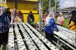 Pertamina hadirkan "Kami Penting" tingkatkan ekonomi - pangan warga Pangkalbalam