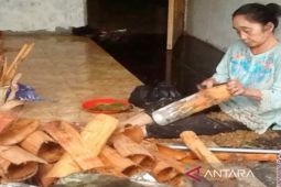 Kemenkum Kalsel optimalkan pengembangan kayu manis Loksado