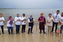 Pelni jaga kelestarian laut, tanam 3.000 bibit lamun di perairan Tanjungpinang