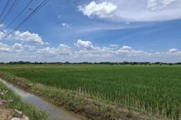 Petani di Lampung rasakan dampak positif penurunan harga pupuk subsidi