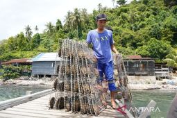 PSDKP Pontianak tindak pelanggaran budi daya Mutiara di Bengkayang