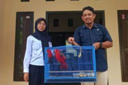 BKSDA Maluku terima penyerahan tiga ekor satwa dilindungi dari warga