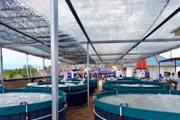 Budidaya bioflok jadi usaha alternatif nelayan pesisir Kota Batam