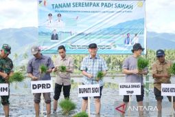 Pemkab Sigi tanam padi 816 hektare perkuat swasembada pangan daerah