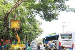 Pemkot Madiun pangkas dahan pohon rawan tumbang saat musim hujan