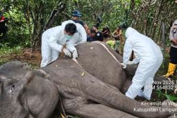 Gajah betina mati di Way Kambas diduga karena masalah kesehatan