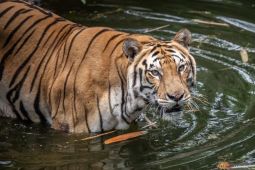 Tegaskan sesuai standar, Ragunan bantah keras isu korupsi pakan satwa yang viral
