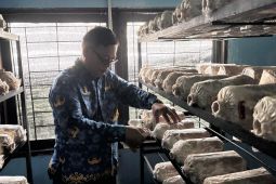 Lapas Jambi kembangkan jamur tiram dukung kemandirian warga binaan