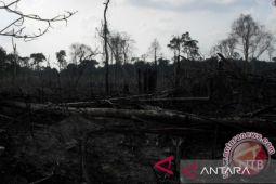 DLHK Banten petakan kerusakan hutan hingga siapkan langkah pemulihan