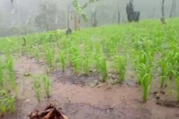 Curah hujan meningkat, petani Badui bersyukur padi huma tumbuh subur