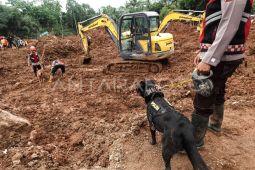 Foto: Pencarian korban longsor gunakan anjing pelacak