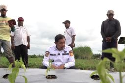 Pemkot Jayapura gandeng Unhas memperkuat ketahanan pangan di daerah