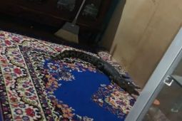 Buaya 1,5 meter masuk ke rumah warga Palu,