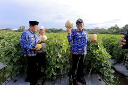 Panen bawang di Kota Tangerang buka peluang pendapatan bagi petani lokal