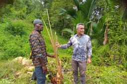 FAO dan Selandia Baru memperkuat rantai nilai sagu di Kabupaten Jayapura