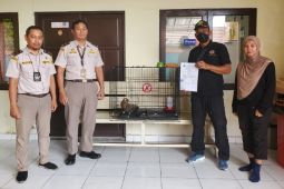 Balai Karantina Hewan Sampit gagalkan penyelundupan elang bido