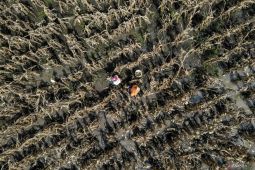 Panen dini jagung terdampak cuaca di Nganjuk