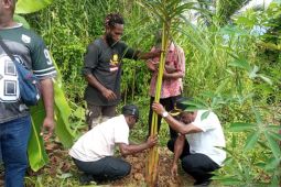 Pemkab Jayapura ajak warga menjjaga hutan sagu