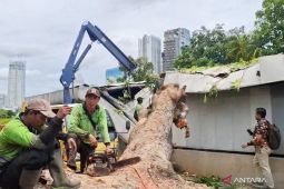 MRT Jakarta imbau kepada penumpang tetap tenang imbas pohon tumbang di Jaksel