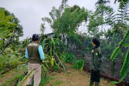 BKSDA Sumbar terima tiga laporan konflik harimau dengan manusia di Agam