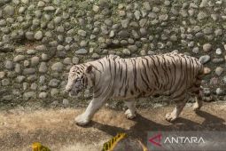 Pramono Anung tanggung pakan harimau miliknya di Taman Ragunan
