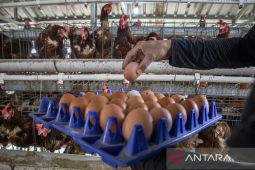 Penambahan produksi telur dan ayam untuk MBG