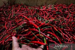 PIHPS rilis harga pangan hari ini: Bawang merah Rp40.000 per kg, cabai rawit Rp48.000 per kg