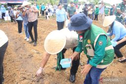 Pemprov Maluku jadikan hotong Buru pangan lokal strategis dorong kemandirian pangan