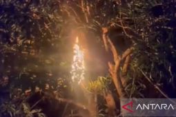 Damkar Batang Hari evakuasi sarang tawon