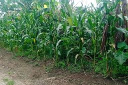 Produksi komoditas palawija di Lebak capai 8.102 ton